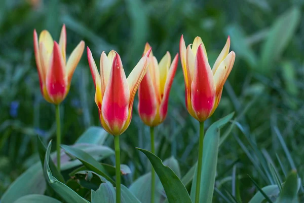 Tulipany w parku Keukenhof — Zdjęcie stockowe