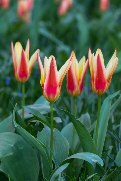 Tulipany w parku Keukenhof — Zdjęcie stockowe