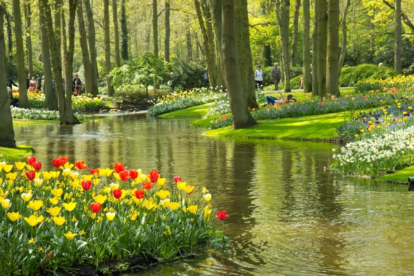 Tulipes dans le parc Keukenhof — Photo