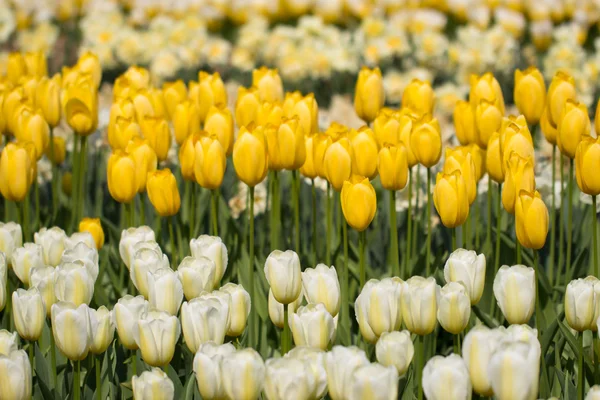 Tulipani nel parco Keukenhof — Foto Stock