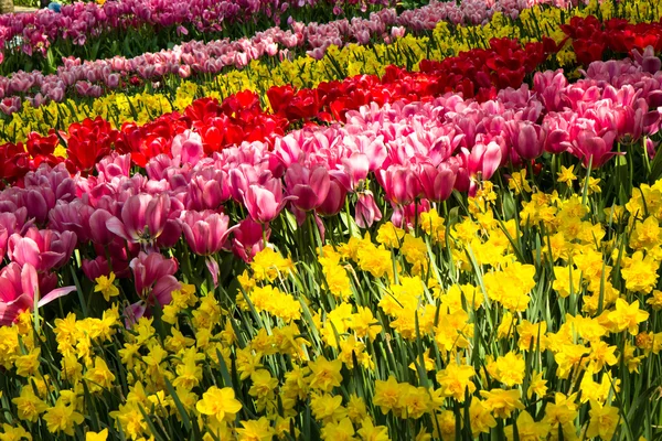 Tulipani nel parco Keukenhof — Foto Stock