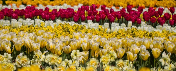 Tulipani nel parco Keukenhof — Foto Stock