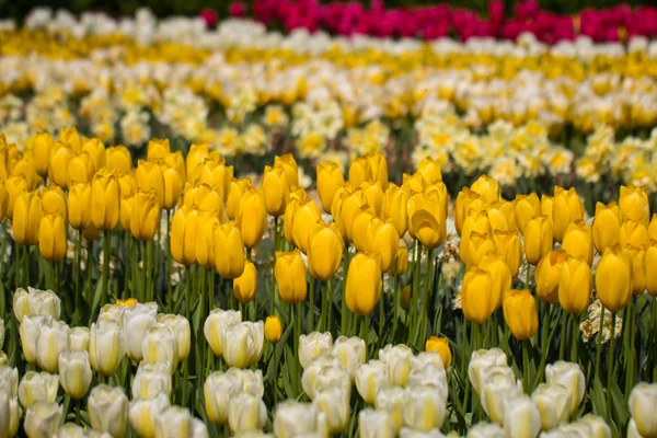 Tulpen im Keukenhof-Park — Stockfoto