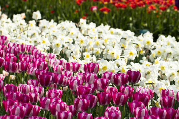 Tulipany w parku Keukenhof — Zdjęcie stockowe