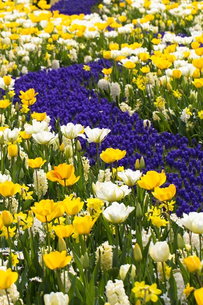 Tulpen in de Keukenhof park — Stockfoto