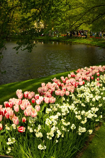 Tulipany w parku Keukenhof — Zdjęcie stockowe