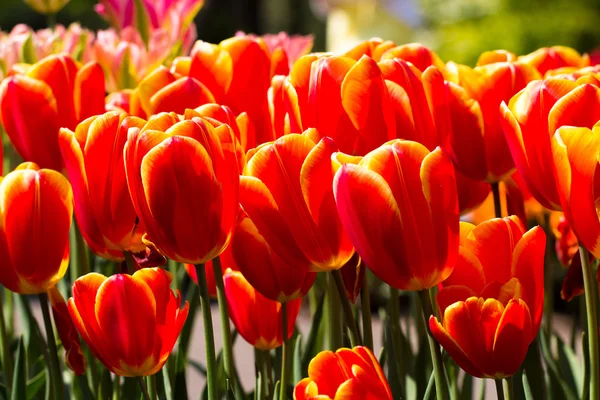 Tulpen im Keukenhof-Park — Stockfoto