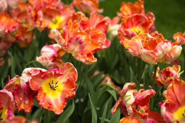 Tulipas em keukenhof parque — Fotografia de Stock