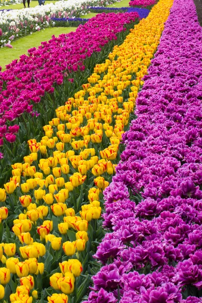 Tulipánok a Keukenhof park — Stock Fotó