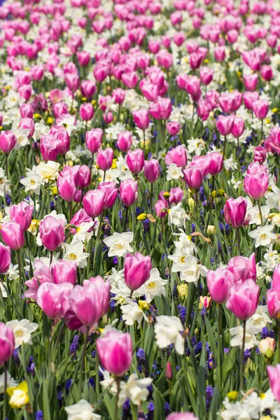 Tulipani nel parco Keukenhof — Foto Stock