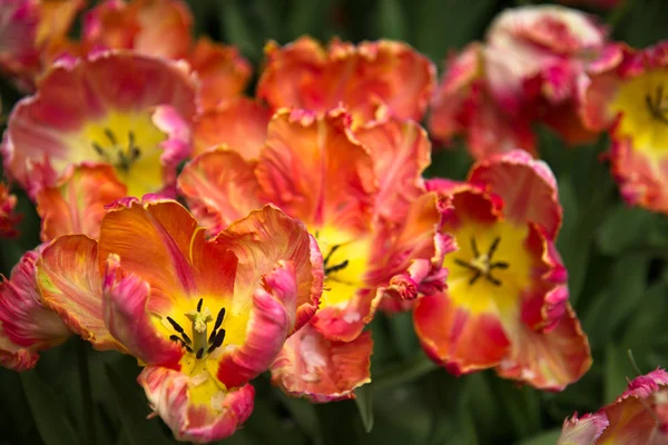 Tulipas em keukenhof parque — Fotografia de Stock