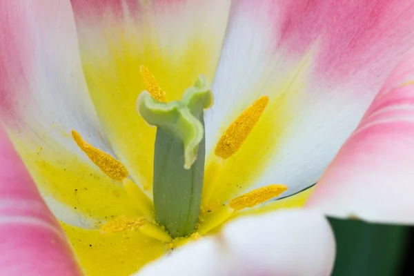 Tulipas em keukenhof parque — Fotografia de Stock