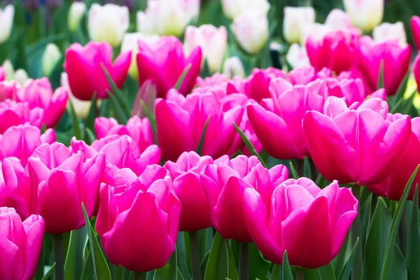 Tulpen im Keukenhof-Park — Stockfoto