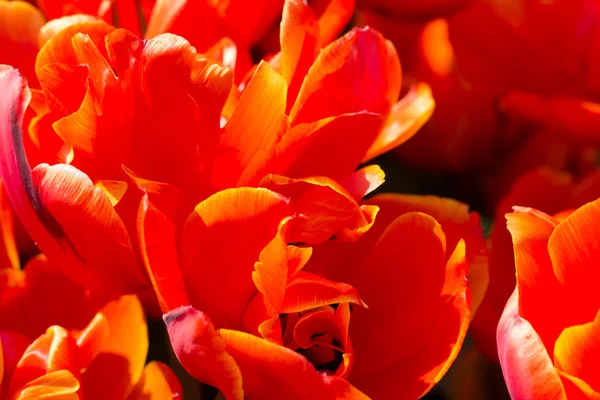 Tulpen im Keukenhof-Park — Stockfoto