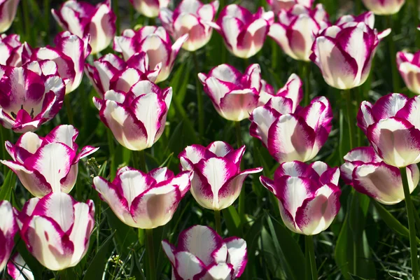 Tulipas em keukenhof parque — Fotografia de Stock