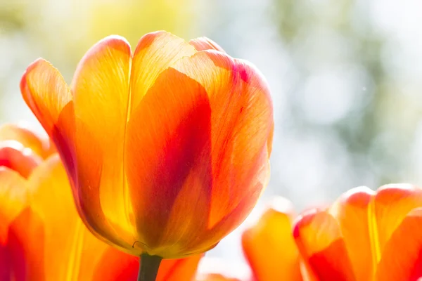 Tulipany w parku Keukenhof — Zdjęcie stockowe