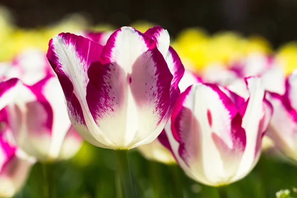 Tulipas em keukenhof parque — Fotografia de Stock