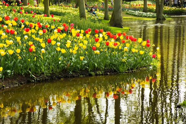 Tulipanes en el parque Keukenhof — Foto de Stock