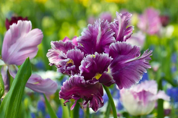 Tulipany w parku Keukenhof — Zdjęcie stockowe