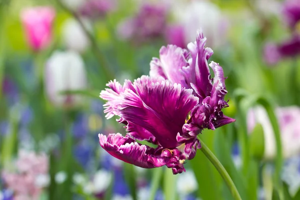 Tulipas em keukenhof parque — Fotografia de Stock