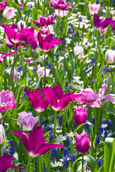 Tulpen in de Keukenhof park — Stockfoto