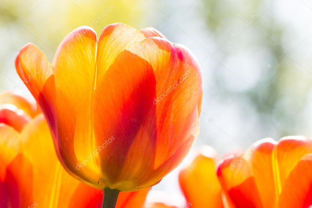 tulips in Keukenhof park