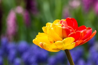 okuma ve Keukenhof Park Sarı laleler