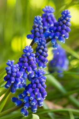 Muscari çiçekler