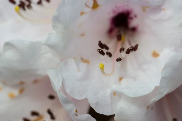 Rhododendron — Stockfoto