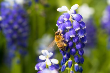 muscari çiçek arıya
