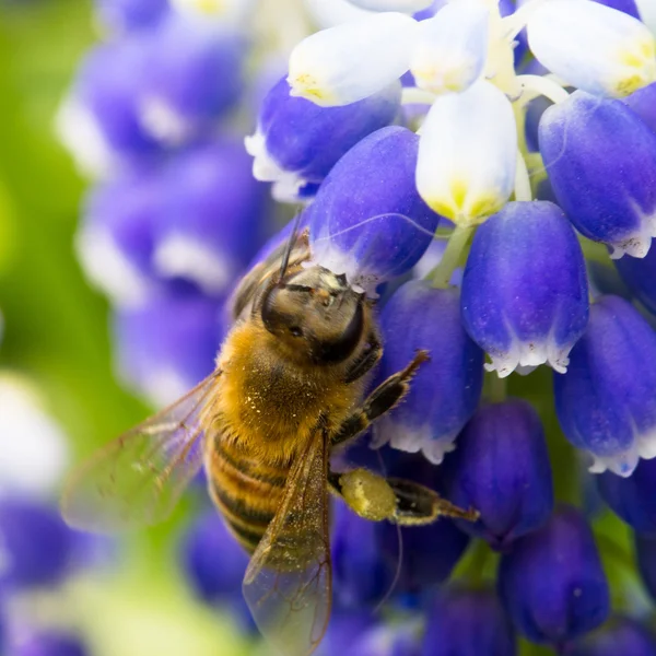 muscari çiçek arıya