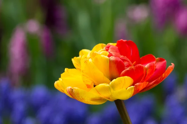 Tulipas em keukenhof parque — Fotografia de Stock