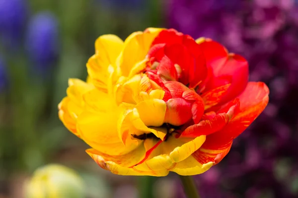 Tulipes dans le parc Keukenhof — Photo