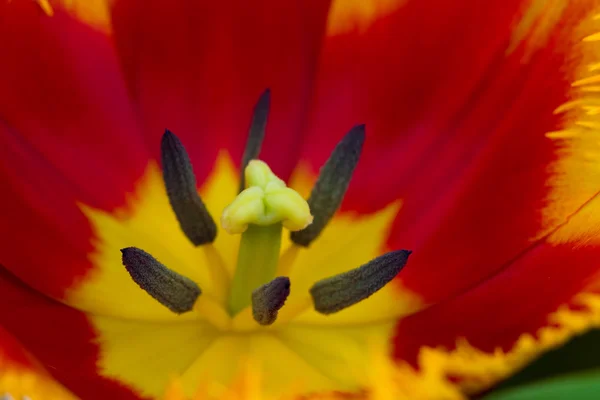 Tulips in Keukenhof park — Stock Photo, Image