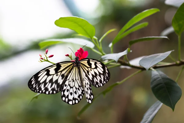 Idea leuconoe butterfly — Stock Photo, Image