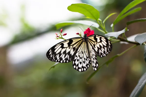 Idea leuconoe butterfly — Stock Photo, Image