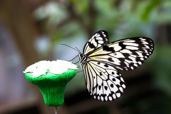 Idea leuconoe butterfly — Stock Photo, Image