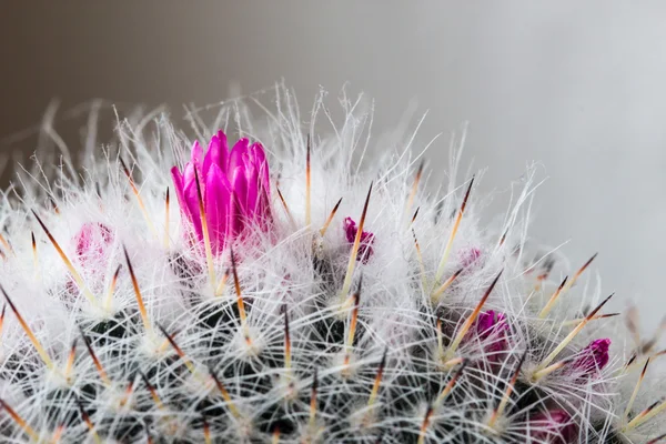 Kaktüs çiçeği — Stok fotoğraf