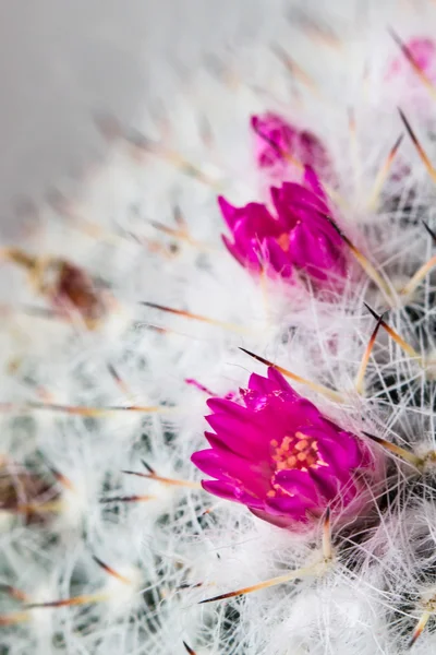 Kaktusblüte — Stockfoto