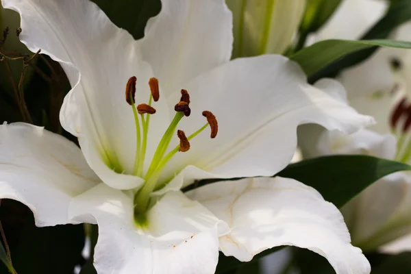 Lírio flor — Fotografia de Stock