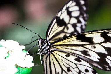 fikir leuconoe kelebek