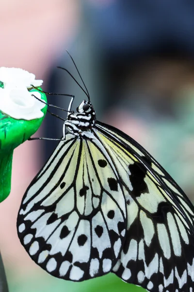Fikir leuconoe kelebek — Stok fotoğraf