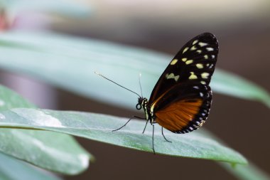 Kaplan longwing kelebek