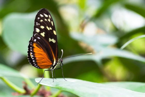 Tiger Longwing butterfly — Stock Photo, Image