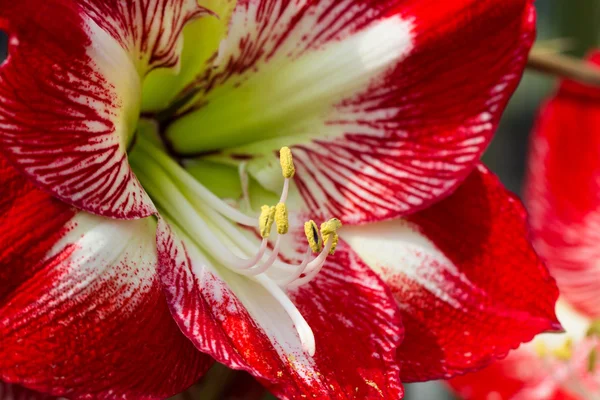 Flor de lírio vermelho — Fotografia de Stock