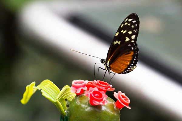 Tiger Longwing butterfly — Stock Photo, Image