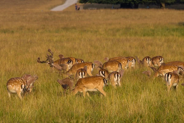 Deer herd — Stock Photo, Image