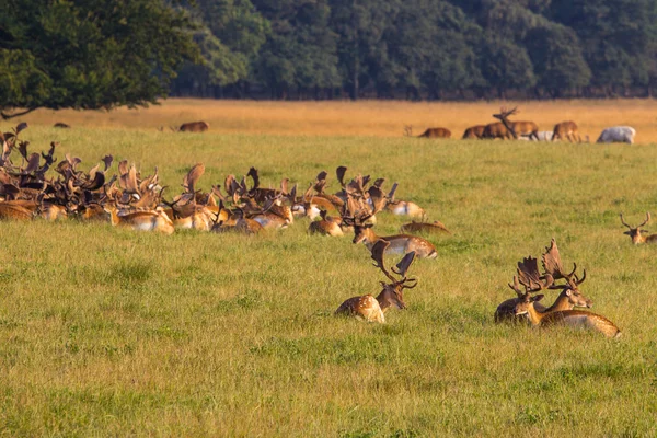 Deer herd — Stock Photo, Image