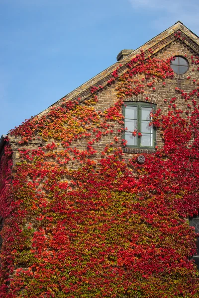 Red leaves of wild grapes on the windows of the house — Stock Photo, Image