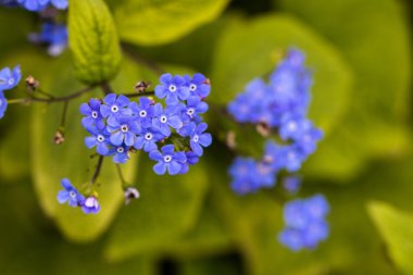 Güzel bahar çiçekleri